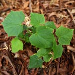 green plant growing on decaying forest litter